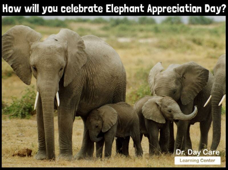 elephant-appreciation-day-question