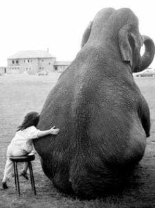 elephant-appreciation-hug